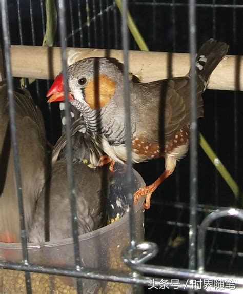 珍珠鳥幼鳥|珍珠鳥(錦花鳥)：飼養及繁殖技巧 – 寵物百科